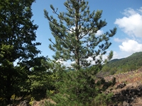 nte Rinatu-20110615 005